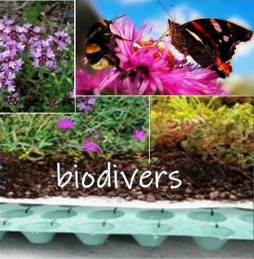 Biodivers sedum fleur en kleur